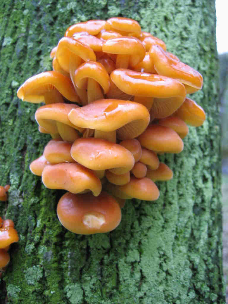 Flammulina velutipes ...